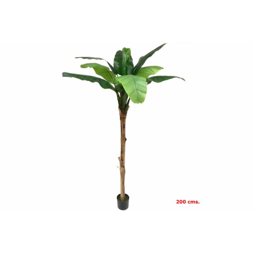 PLANTA 7071 -200 cms. PLATANERO-
