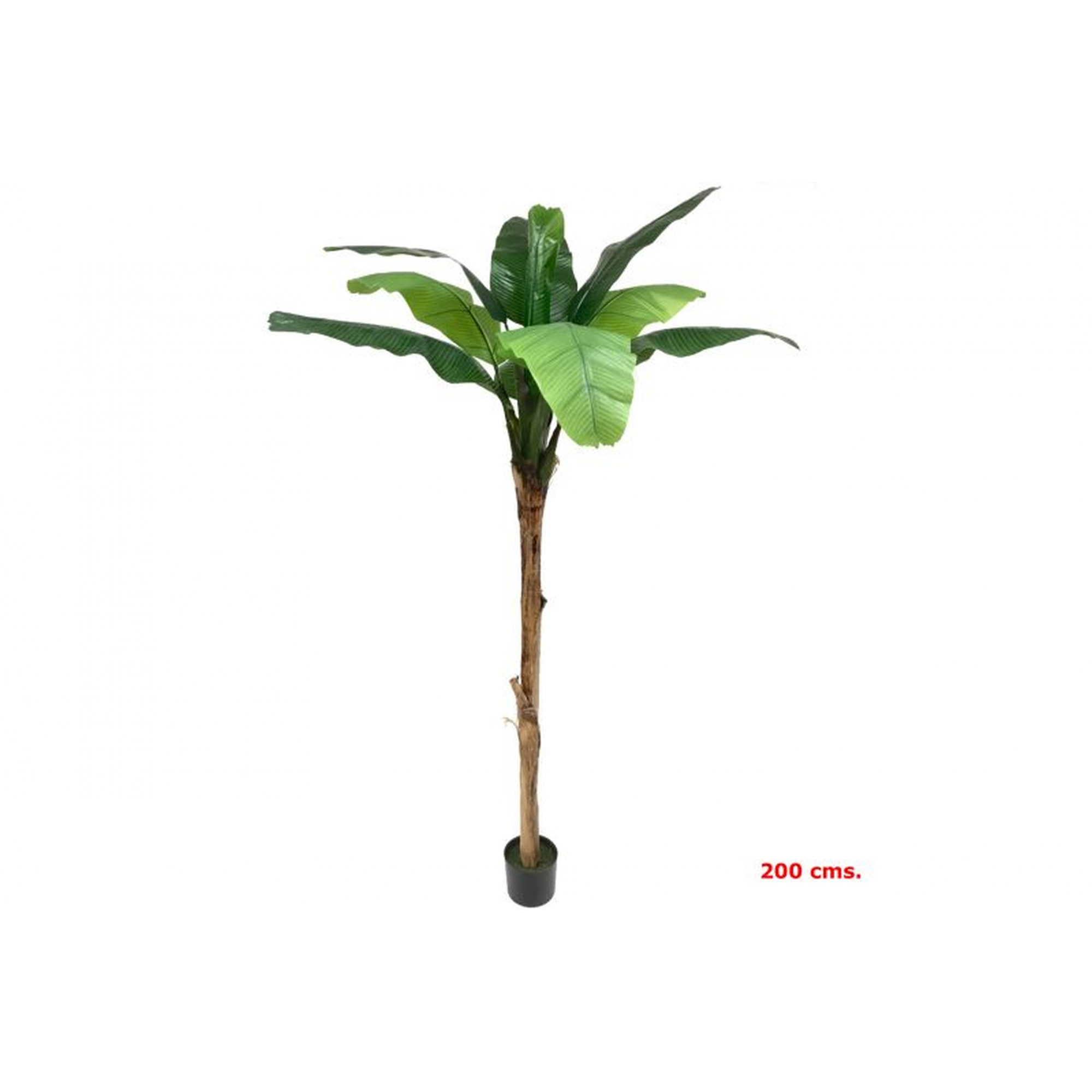 PLANTA 7071 -200 cms. PLATANERO-