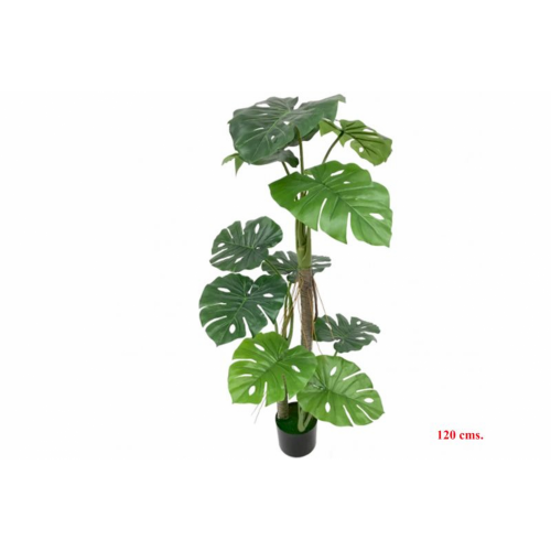 PLANTA 7120 -120 cms. SPLIT PHILO-