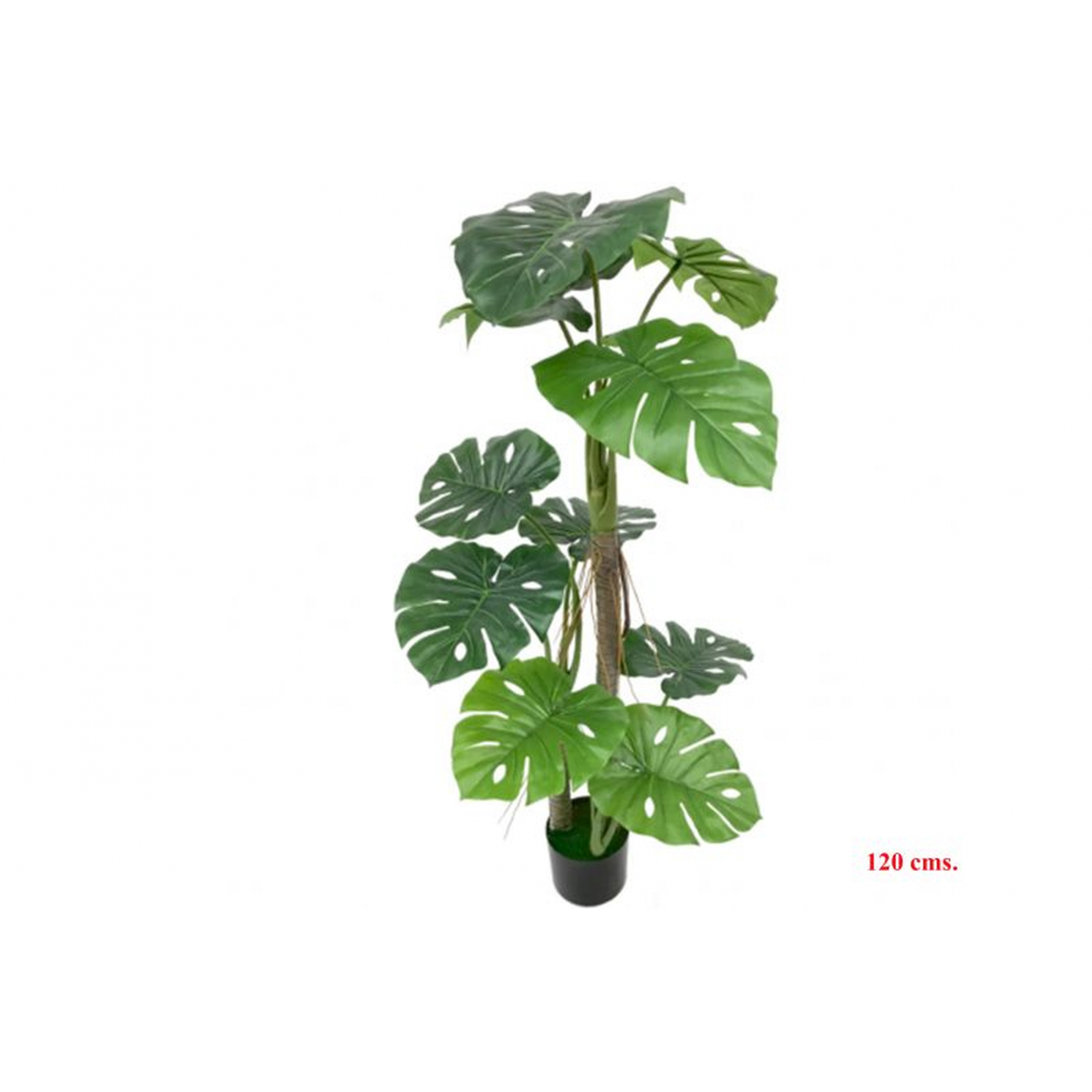 PLANTA 7120 -120 cms. SPLIT PHILO-