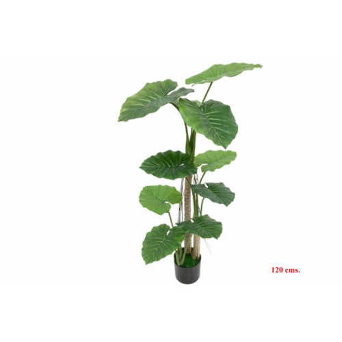 PLANTA 7123 -120 cms. COLOCASIA-
