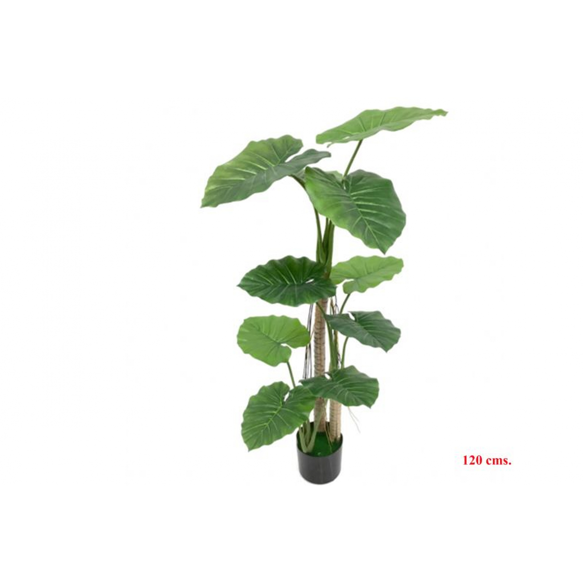 PLANTA 7123 -120 cms. COLOCASIA-