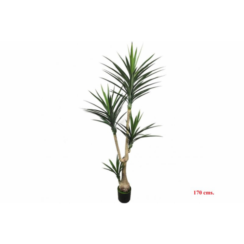 PLANTA 7130 -170 cms. YUCCA x4-