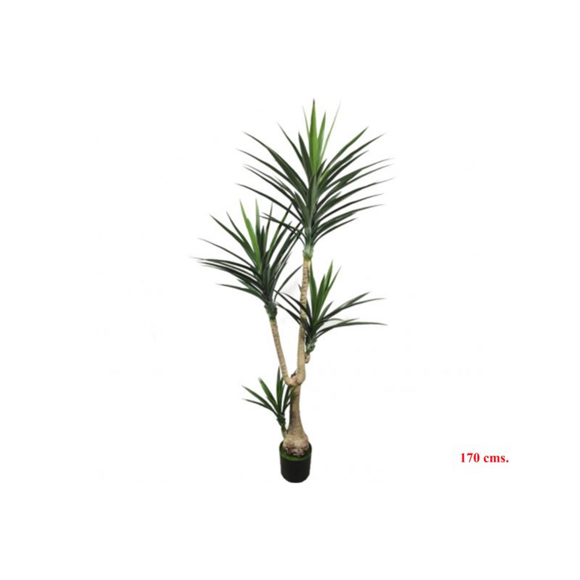 PLANTA 7130 -170 cms. YUCCA x4-