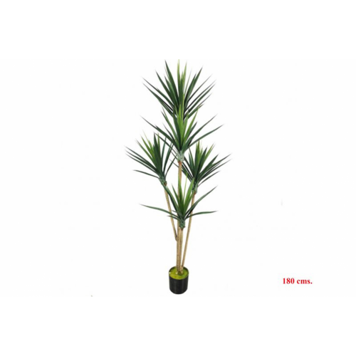 PLANTA 7131 -180 cms. YUCCA x5-