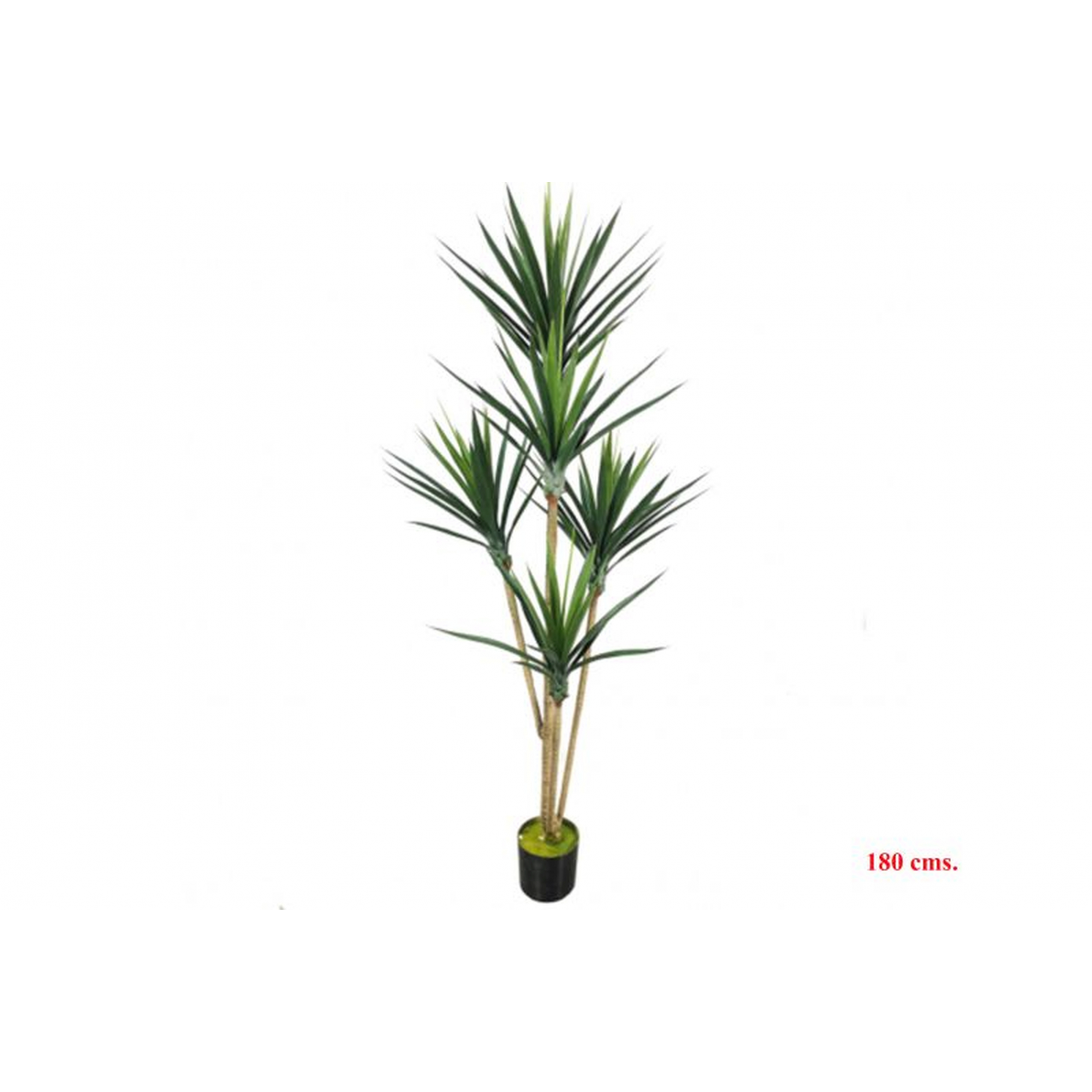 PLANTA 7131 -180 cms. YUCCA x5-