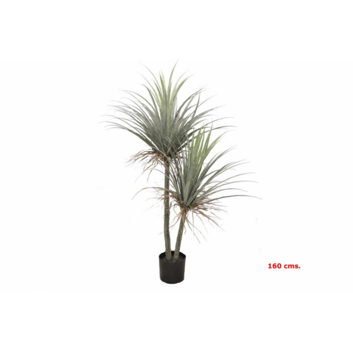 PLANTA 7139 -160 cms. NOLINA x2-