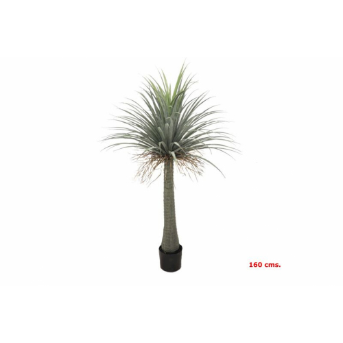 PLANTA 7142 -160 cms. BEAUCARNEA-