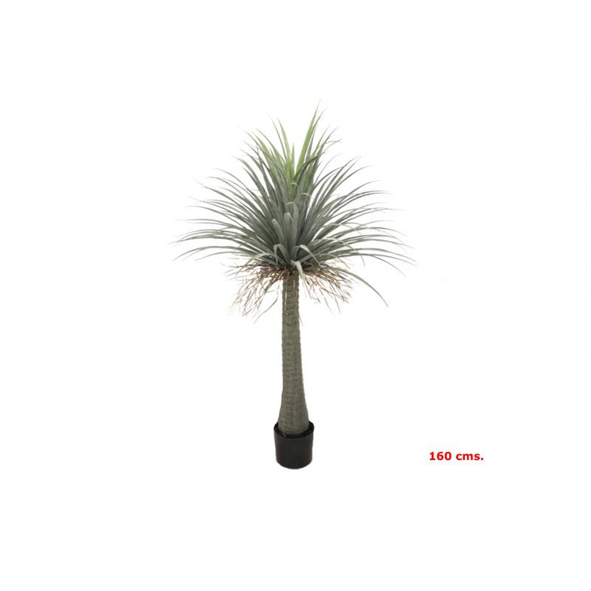 PLANTA 7142 -160 cms. BEAUCARNEA-