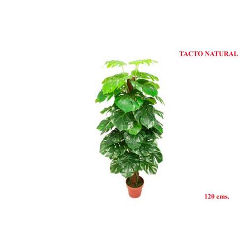PLANTA 927 -120 cms. MONSTERA TUTOR-