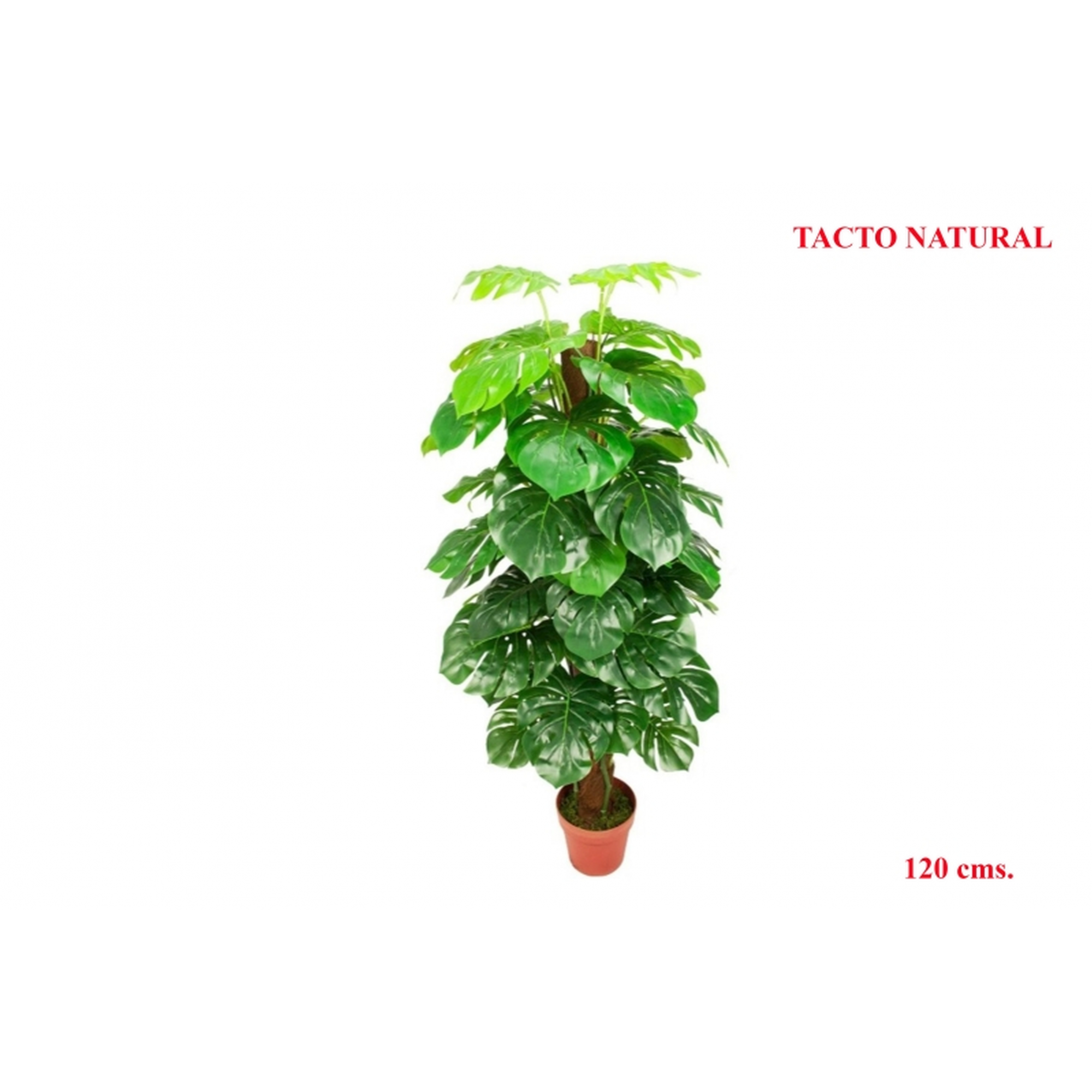PLANTA 927 -120 cms. MONSTERA TUTOR-