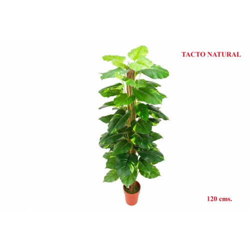 PLANTA 928 -120 cms. POTHOS TUTOR-