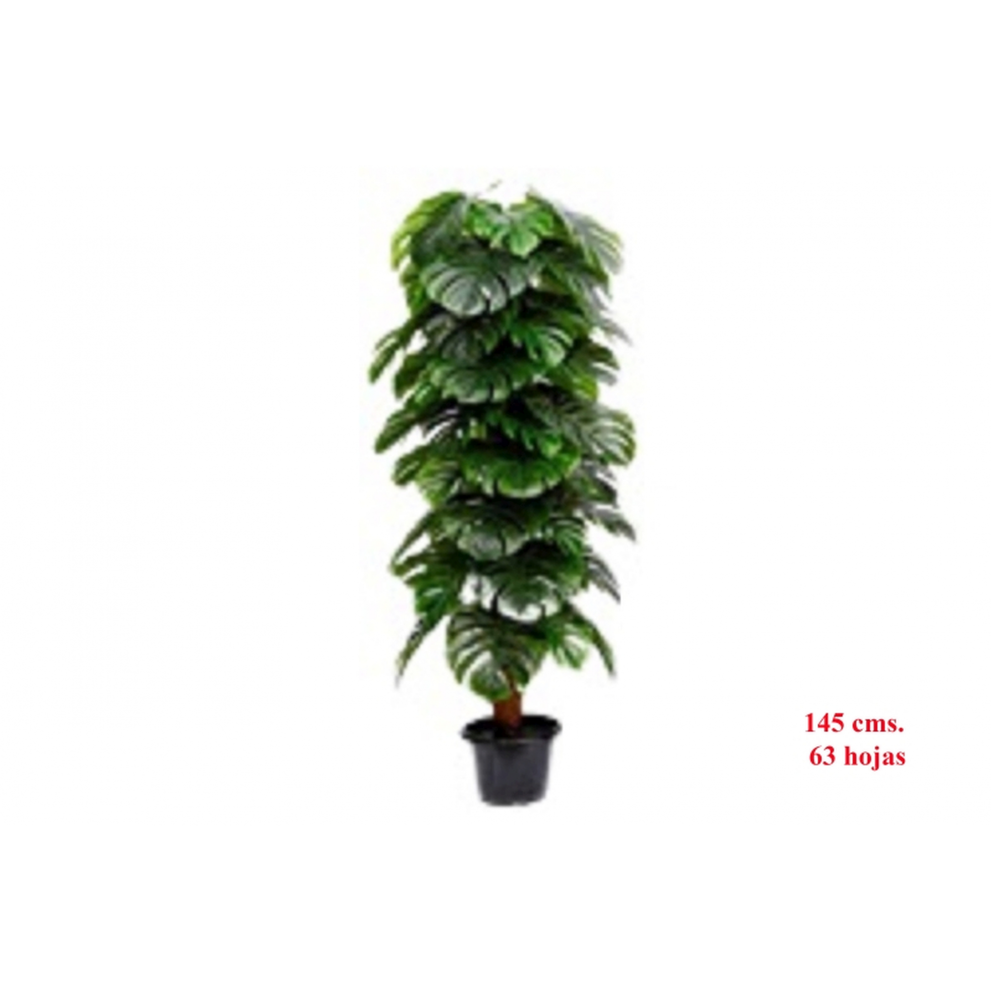 PLANTA 977 -145 cms. MONSTERA x63