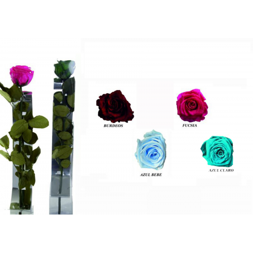 ROSA 2 -54x7 ESTUCHE PRESERVADA-