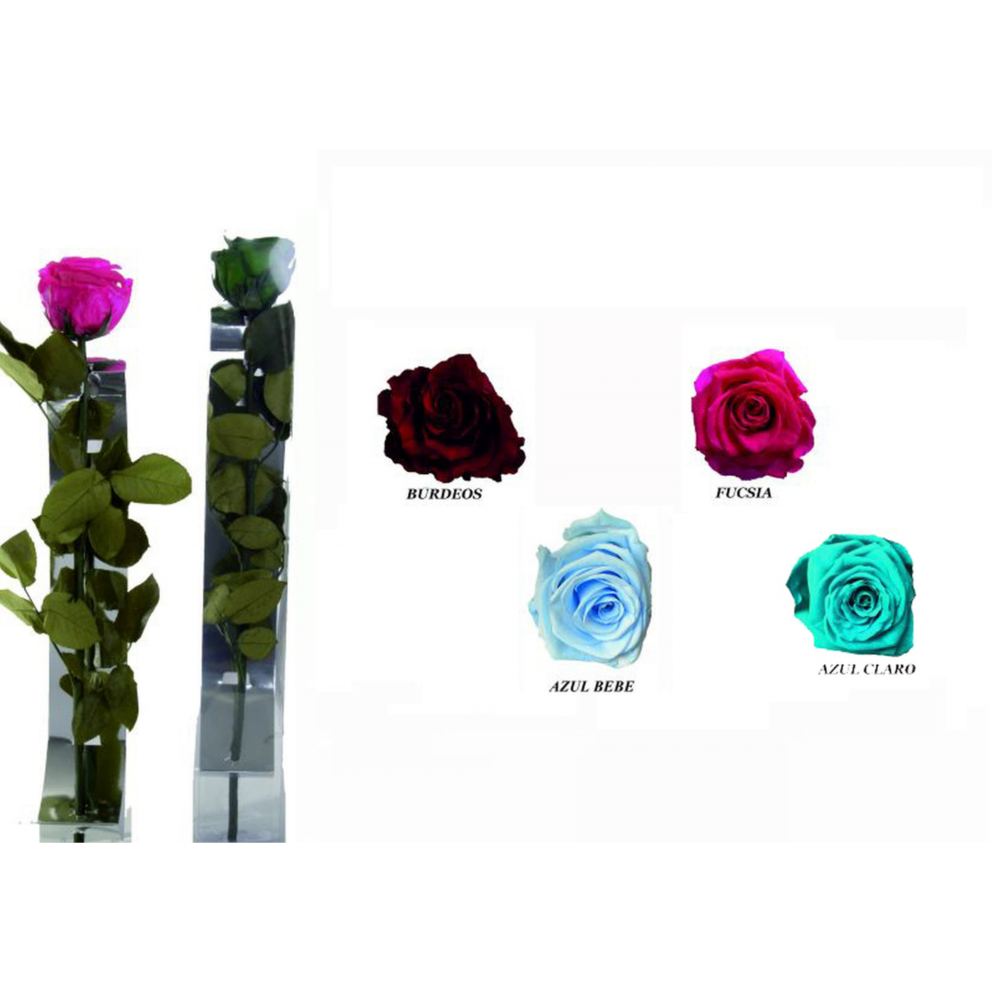 ROSA 2 -54x7 ESTUCHE PRESERVADA-