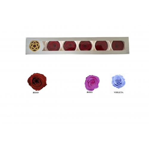 ROSA 6 -6x6 C/6 PRESERVADA-