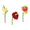 FLOR 446 -42x10 ANTURIUM-
