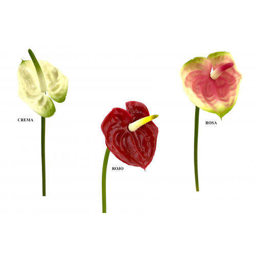 FLOR 446 -42x10 ANTURIUM-