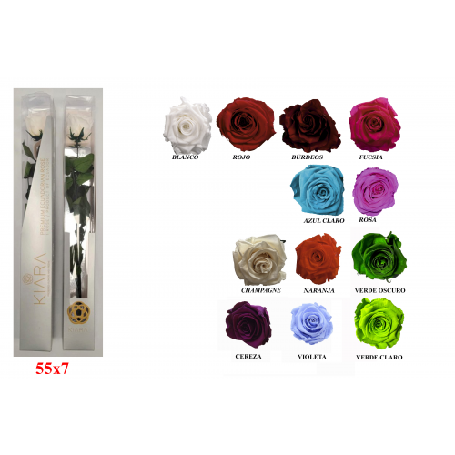 ROSA 55 -55x7 ESTUCHE PRESERVADA-