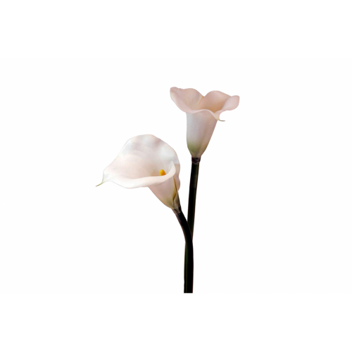 FLOR 461 -67x12 CALA GOMA-