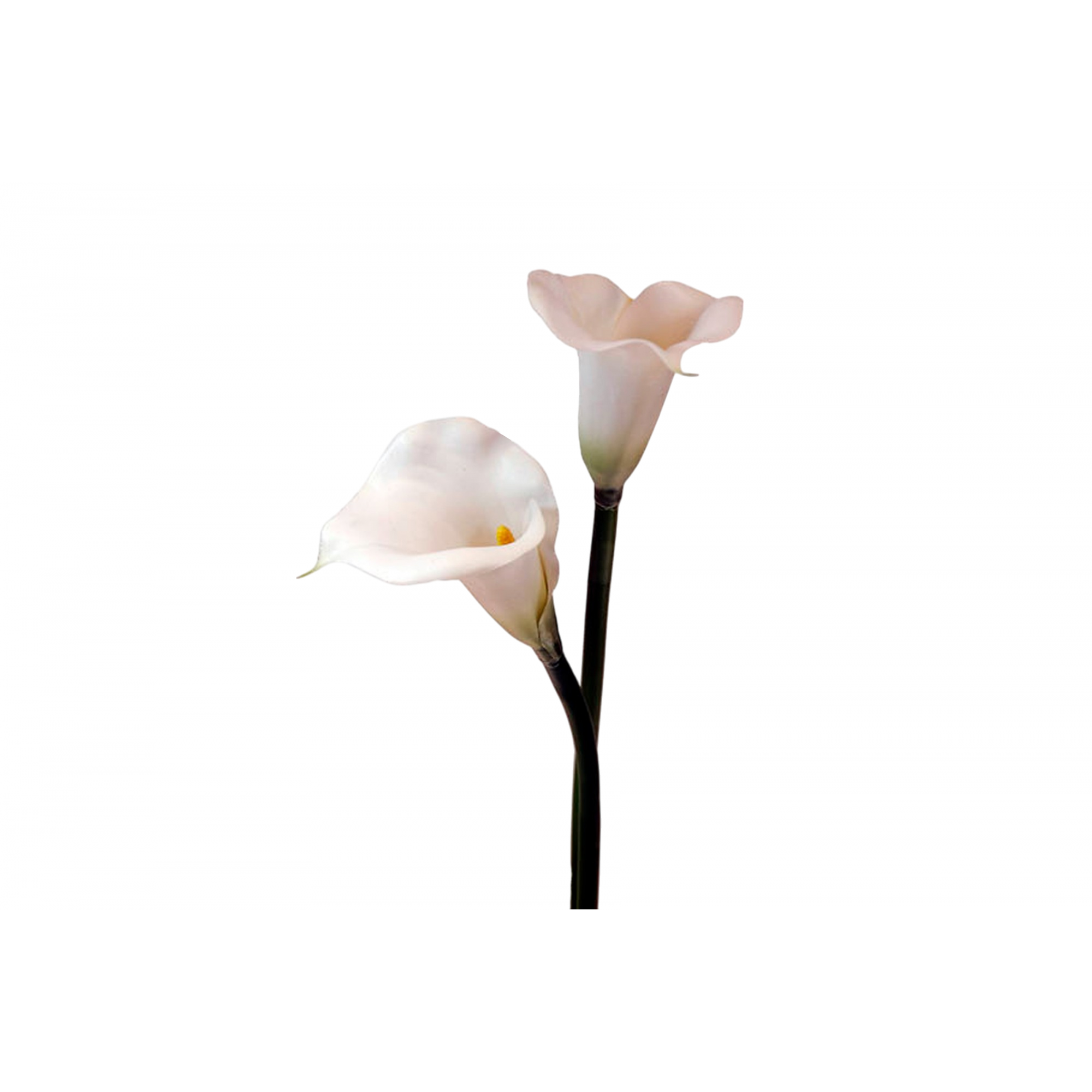 FLOR 461 -67x12 CALA GOMA-