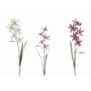 FLOR 1200 -70 cms. ORCHID CALANTHE x5-