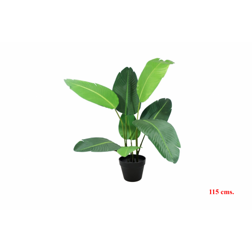 PLANTA 5851 -115 cms. STERLICIA-