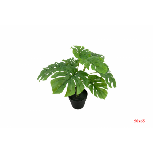 PLANTA 6671 -50x65 COSTILLA x8-