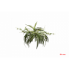 PLANTA 6771 -50 cms. CINTA-