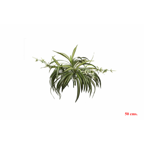 PLANTA 6771 -50 cms. CINTA-