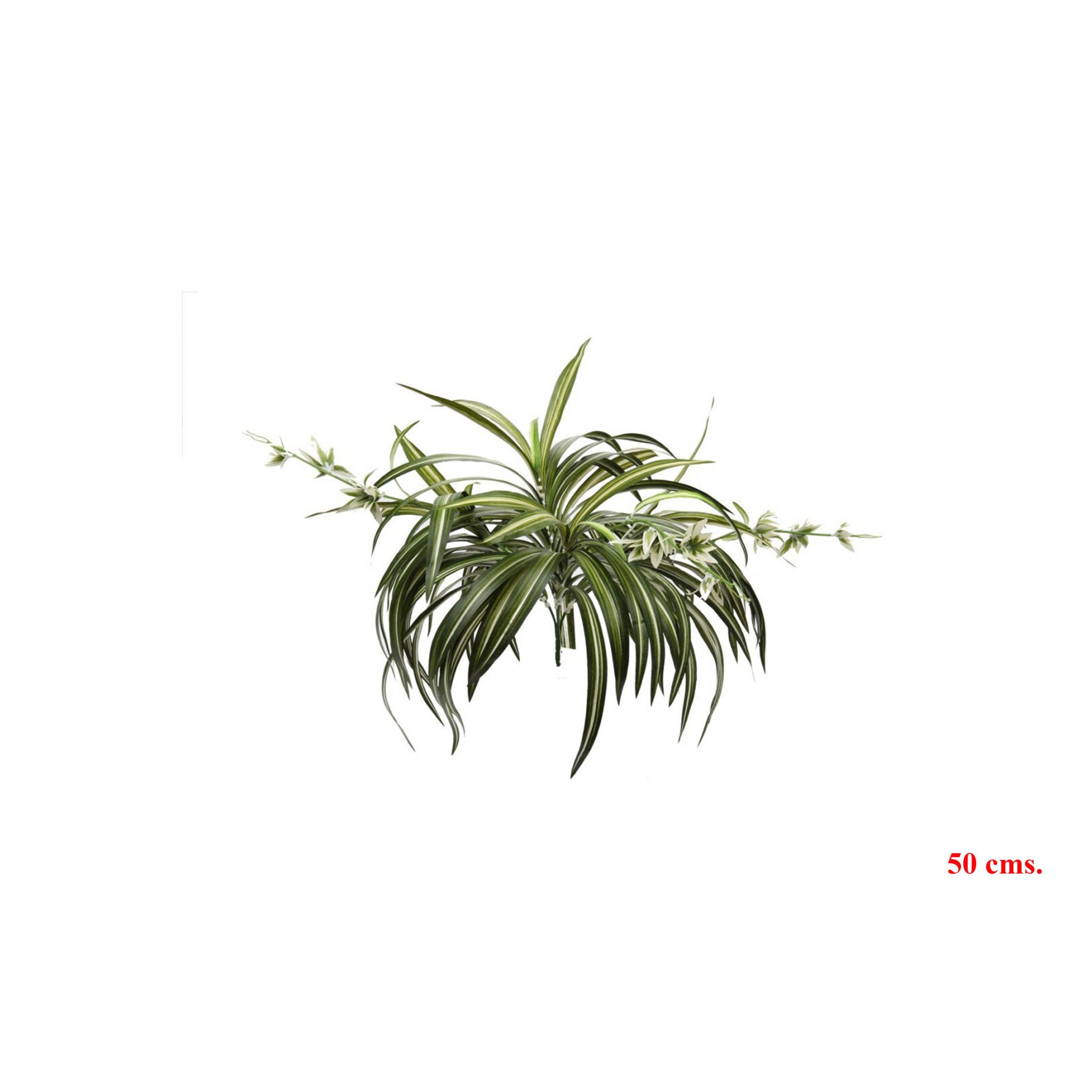 PLANTA 6771 -50 cms. CINTA-
