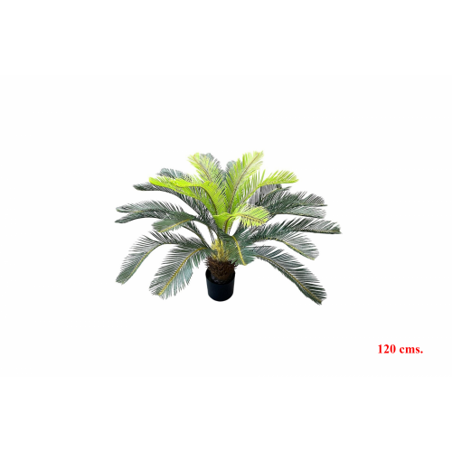 PLANTA 7471 -120 cms. CICA-