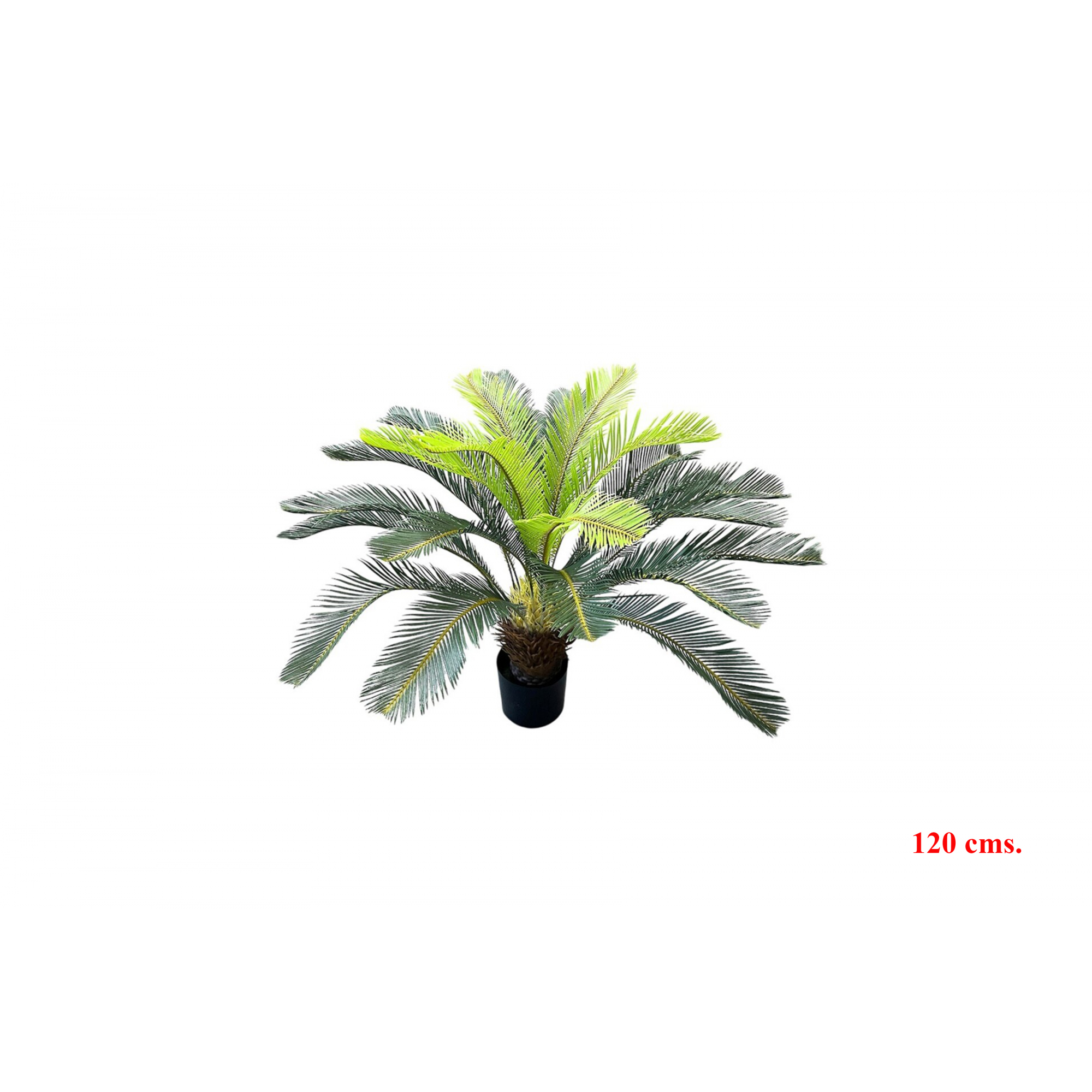 PLANTA 7471 -120 cms. CICA-