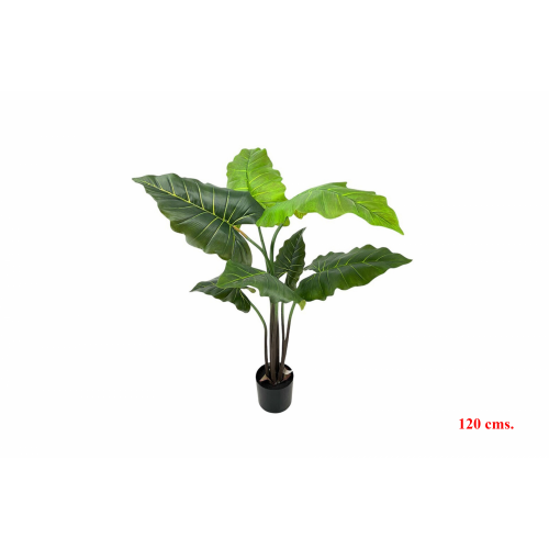 PLANTA 7491 -120 cms. ALOCASIA