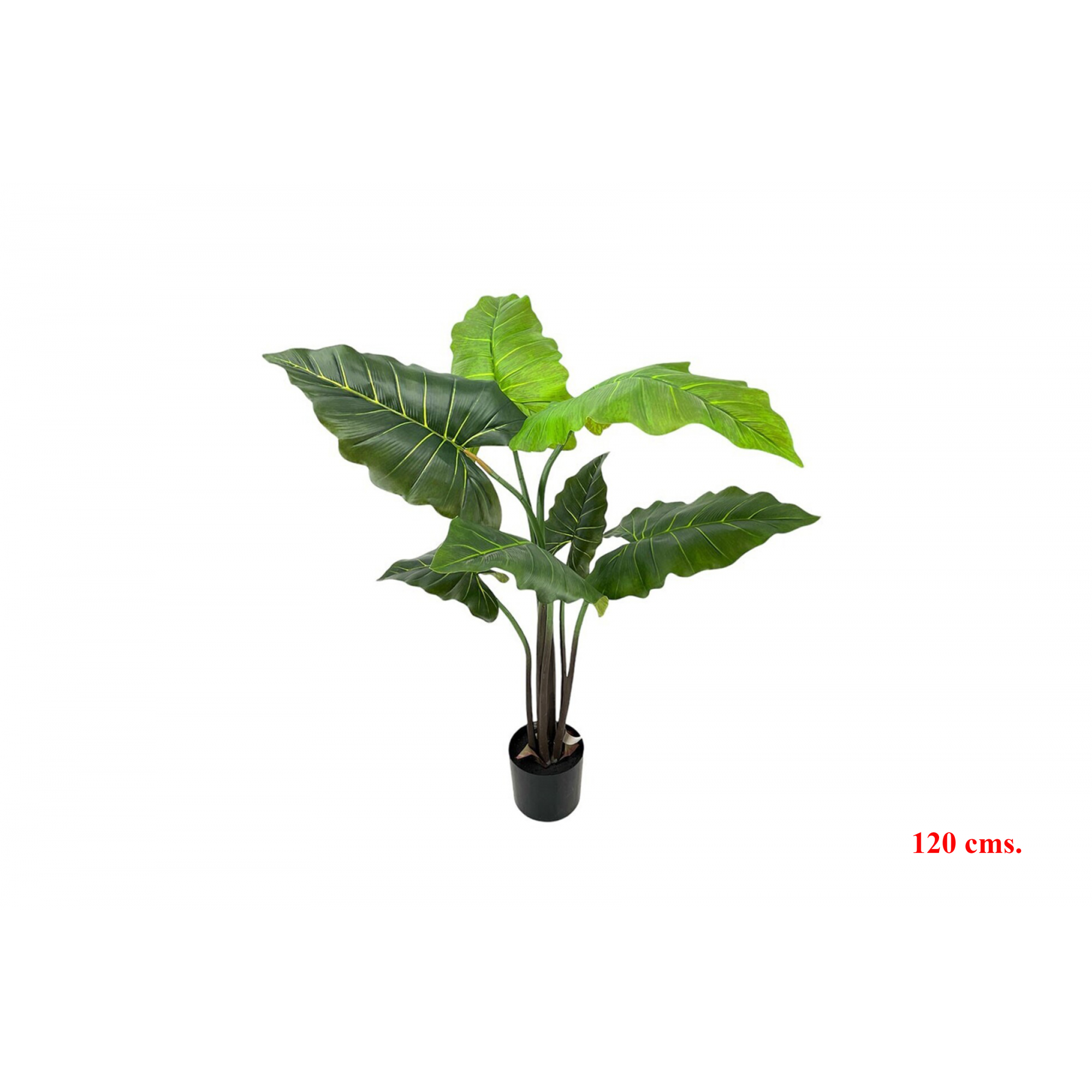 PLANTA 7491 -120 cms. ALOCASIA