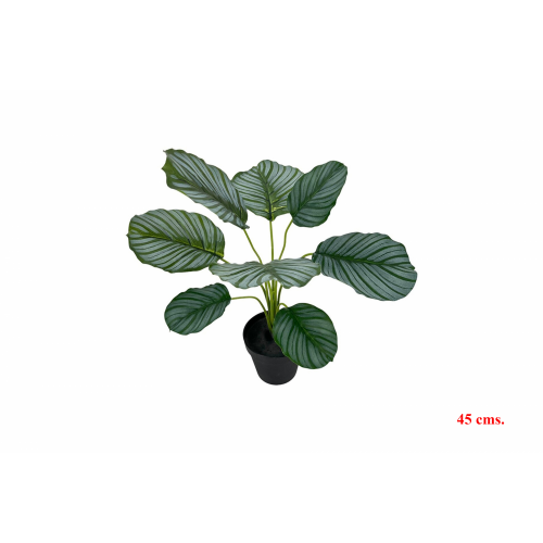 PLANTA 7511 -45 cms. COLEO x8-