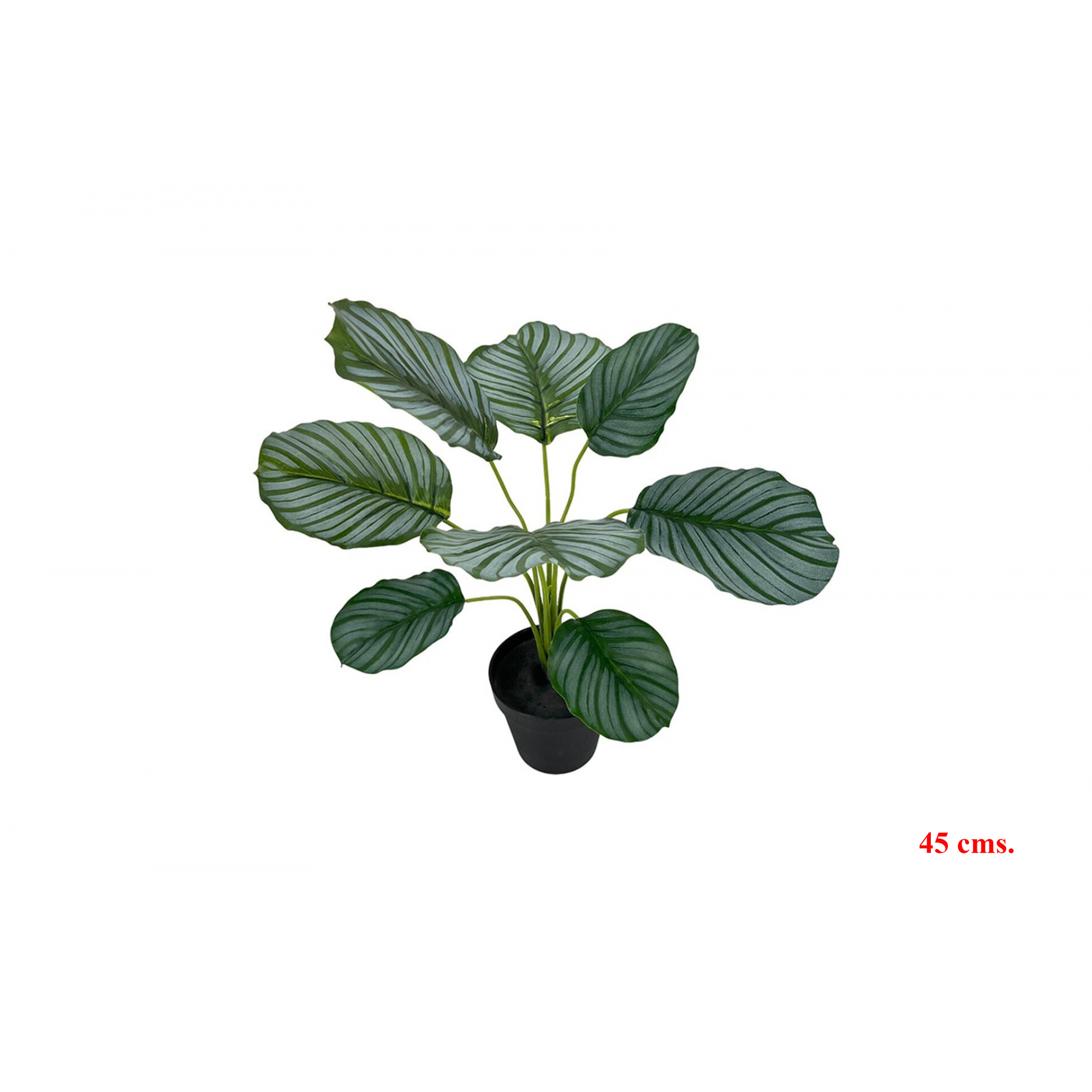 PLANTA 7511 -45 cms. COLEO x8-