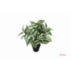 PLANTA 7521 -43 cms. PILEA x7-