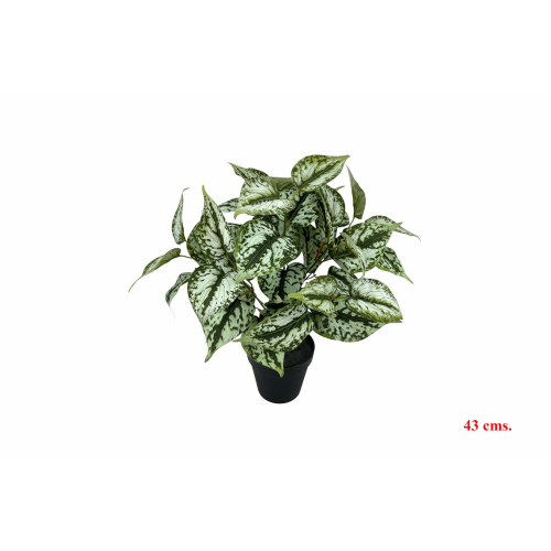 PLANTA 7521 -43 cms. PILEA x7-