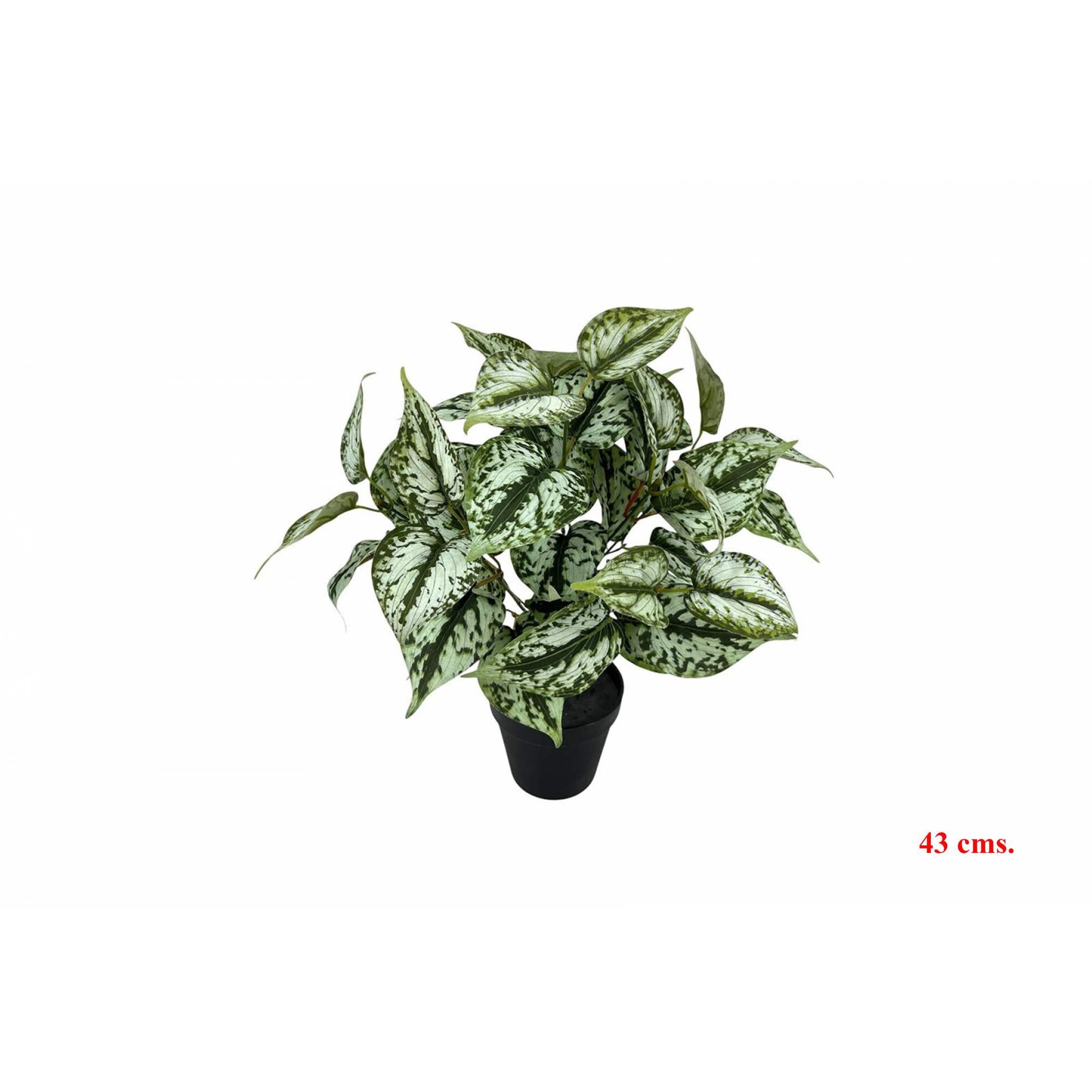 PLANTA 7521 -43 cms. PILEA x7-