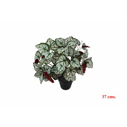 PLANTA 7541 -37 cms. CURCUBITA x5-