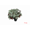 PLANTA 7541 -37 cms. CURCUBITA x5-