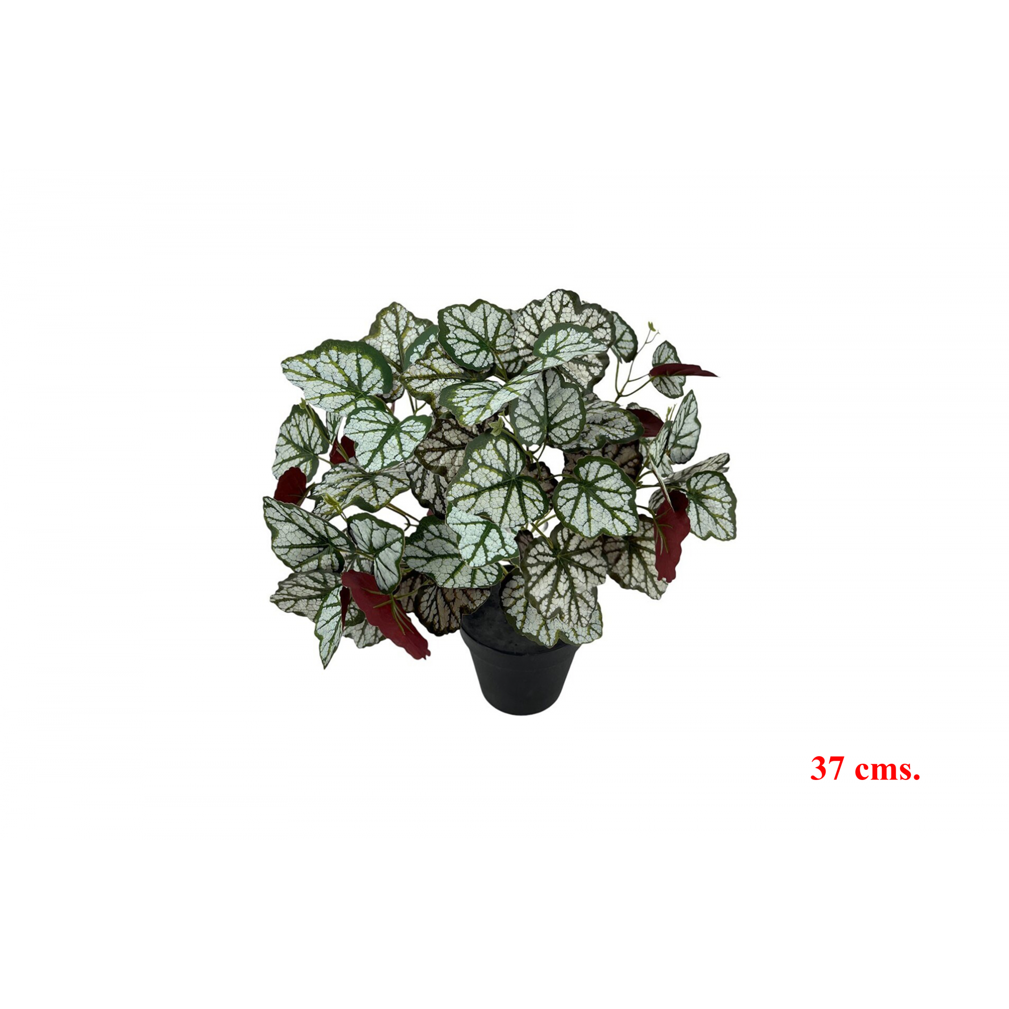 PLANTA 7541 -37 cms. CURCUBITA x5-