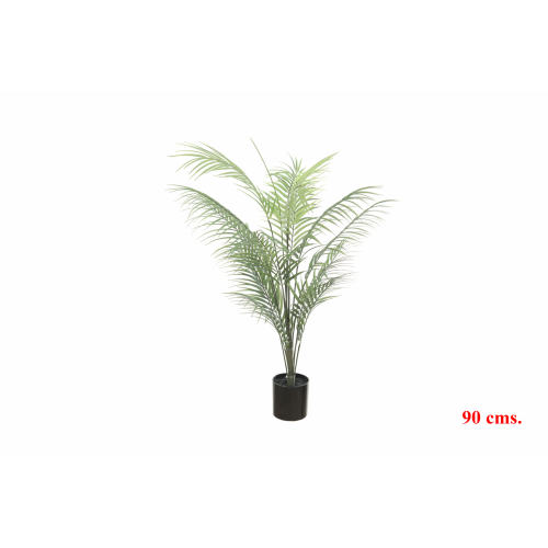 PLANTA 7046 -90 cms. ARECA x-