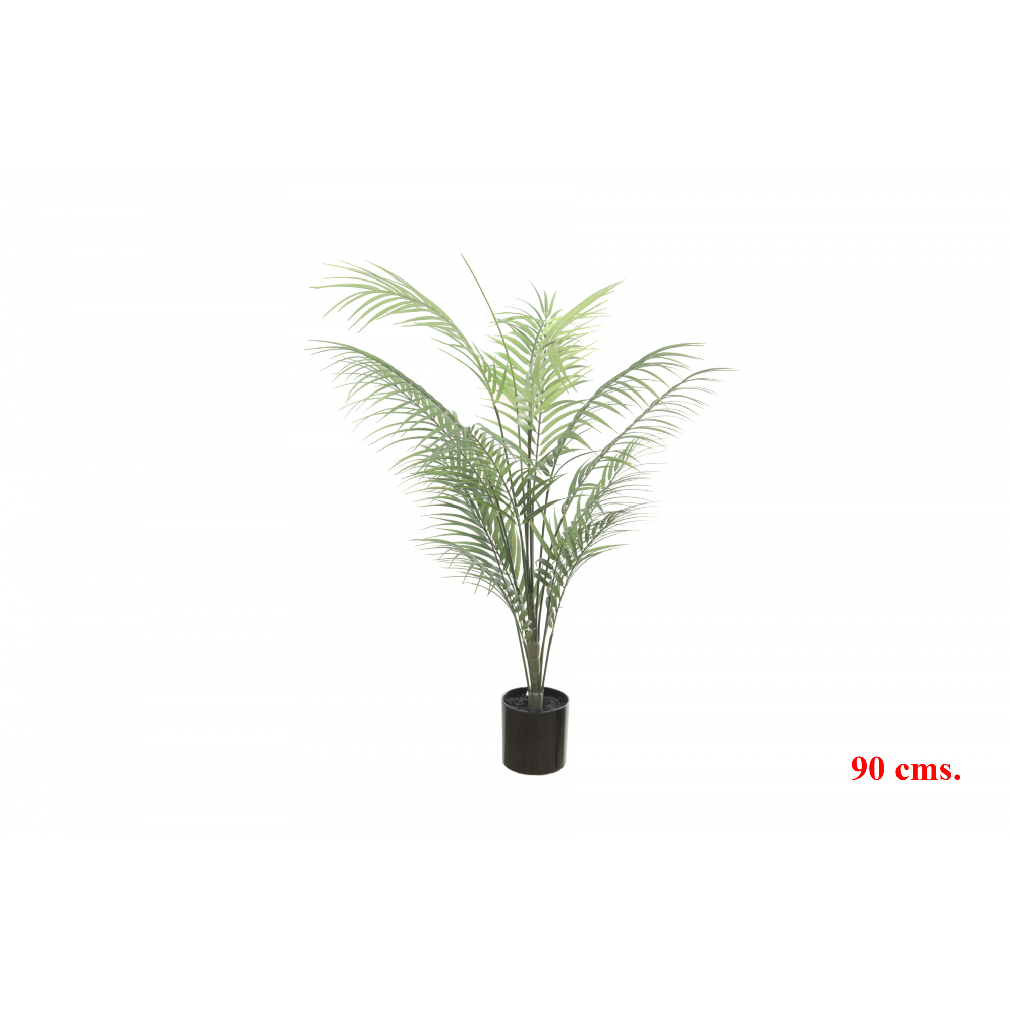PLANTA 7046 -90 cms. ARECA x-
