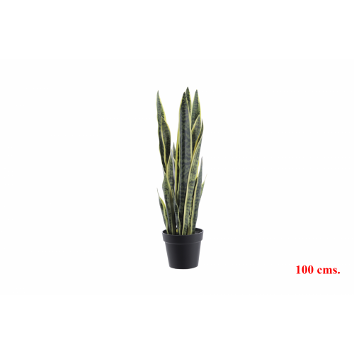 PLANTA 7079 -100 cms. SANSEVIERA-