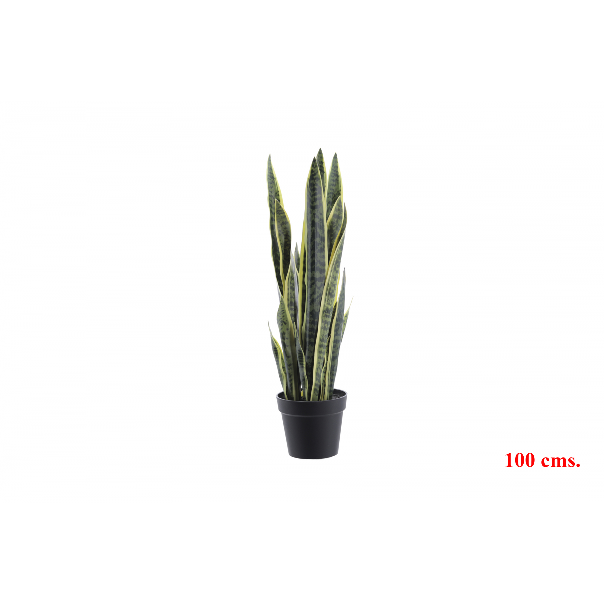 PLANTA 7079 -100 cms. SANSEVIERA-