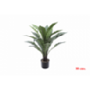 PLANTA 7513 -80 cms. ASPLENIUM-