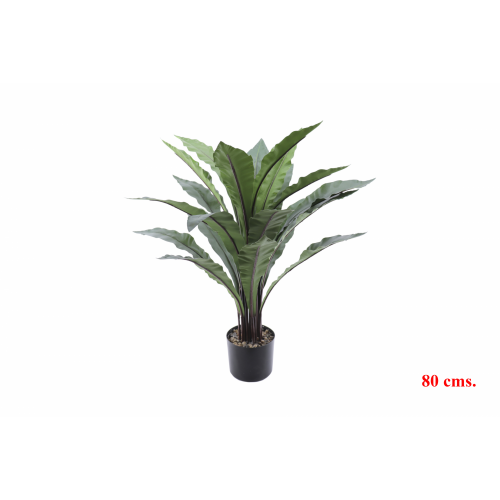 PLANTA 7513 -80 cms. ASPLENIUM-