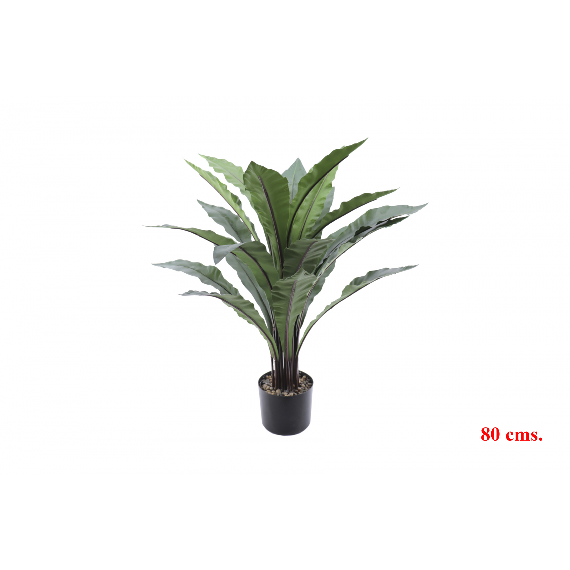 PLANTA 7513 -80 cms. ASPLENIUM-